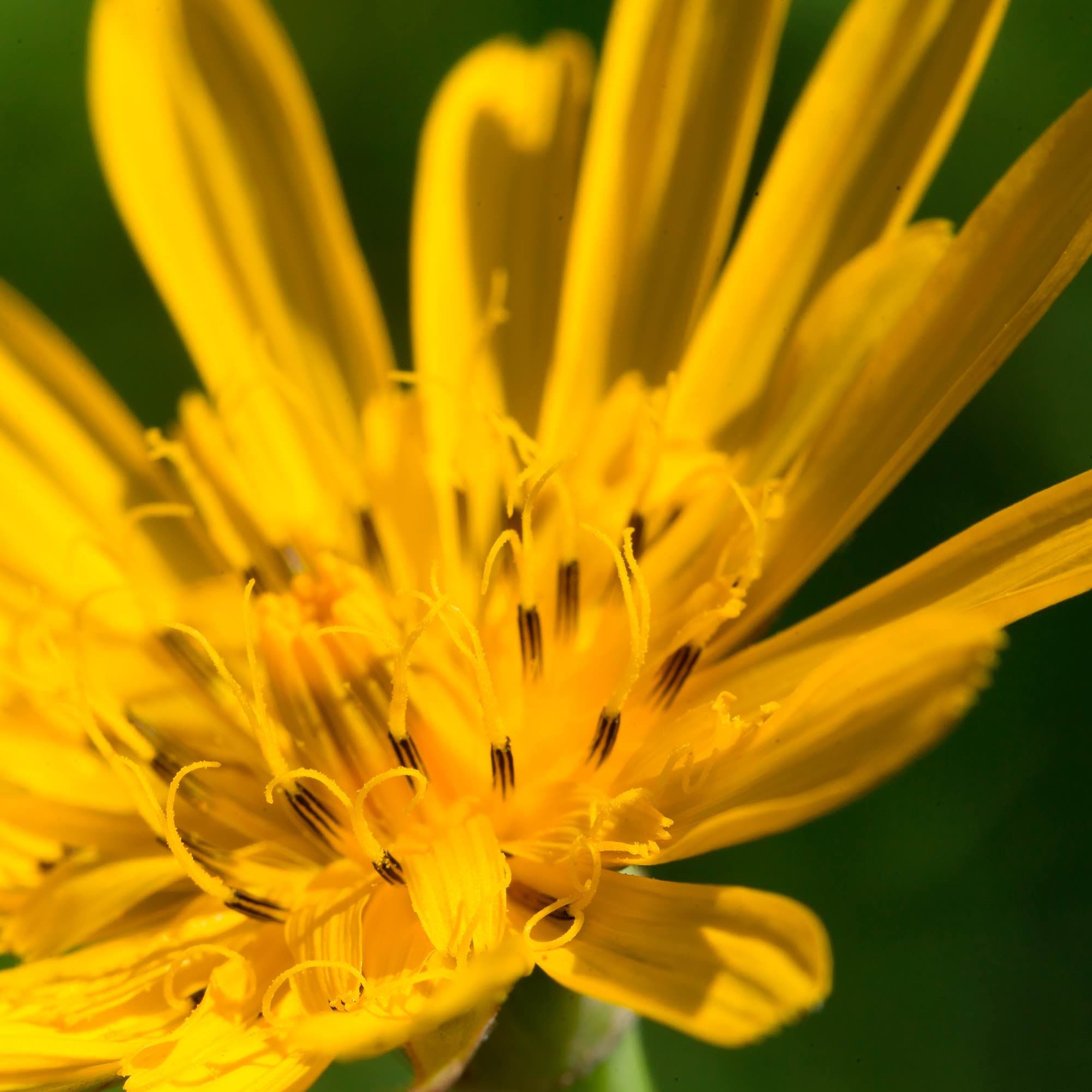 Arnica Sport Spray